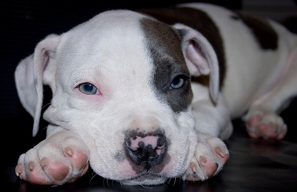 Alethea Puppy